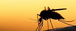 Kémiai szúnyogirtás lesz május 10-én Hévíz területén.